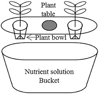 Combined Treatment of Salinity Stress and Fruit Thinning Effect on Tomato